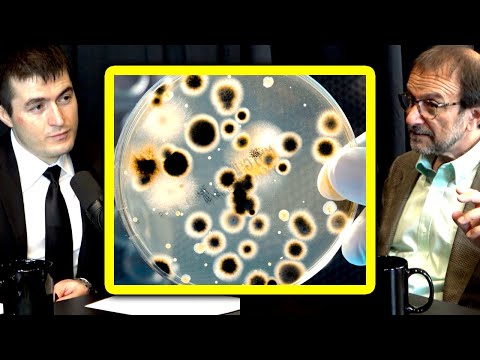 The biggest obstacle for evolution of bacteria | Vincent Racaniello and Lex Fridman