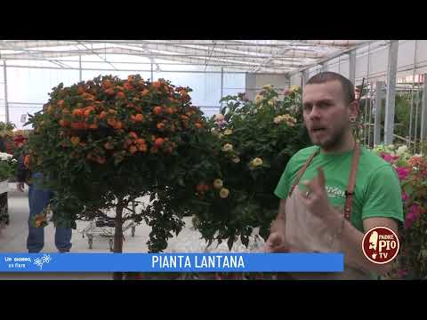 Video: Perché la lantana non fiorisce?