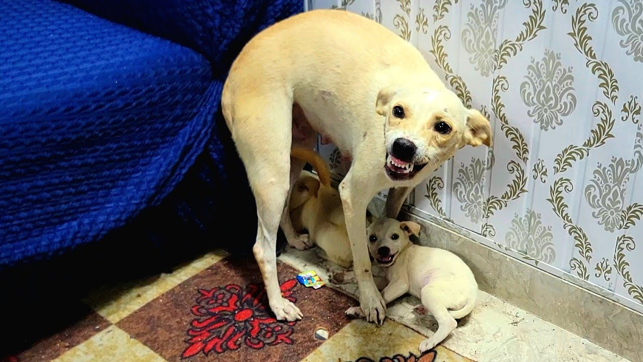 “Fierce Mama Dog Brings Her Puppies Home, Fights to Keep Them Safe 💥🐾”