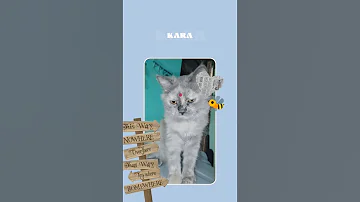 My Luna Video Youtubeshorts Channel Shorts Video Catlovers Video Luna Video Immurais 