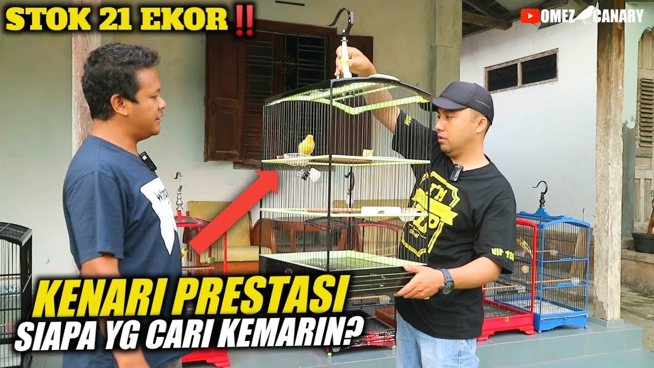 Mulai 700rb sampe 2jutaan ada‼️Cari kenari bahan & prestasi ada | REVIEW Yudho boyolali