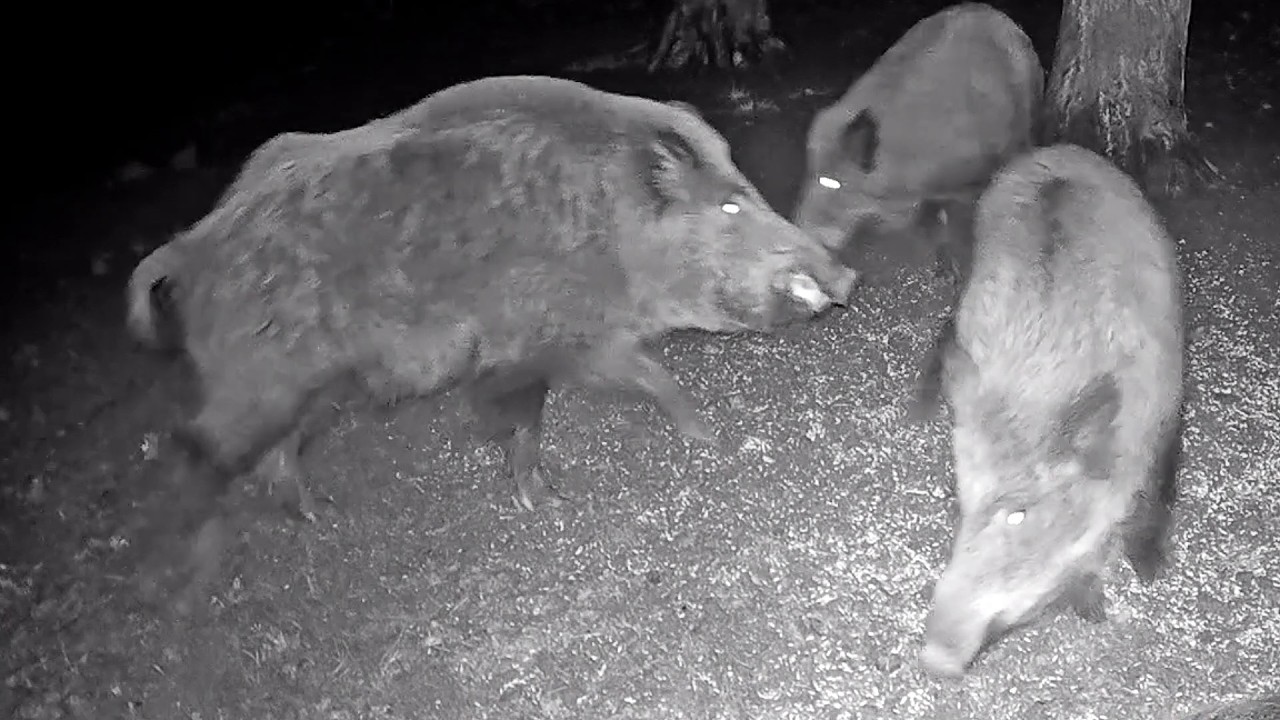 Keiler in Paarungszeit   Boars during mating season