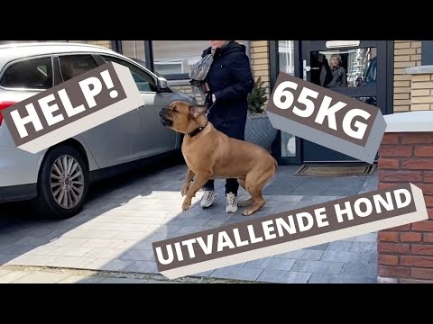 Video: Lesgeven aan hond oproepen met behulp van de papierplaatmethode