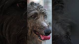 Scottish Deerhound Spotlight: Majestic Canine Royalty #Dogfacts #Dogs #ScottishDeerhound