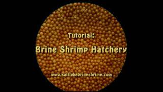 Tutorial - Brine Shrimp Hatchery