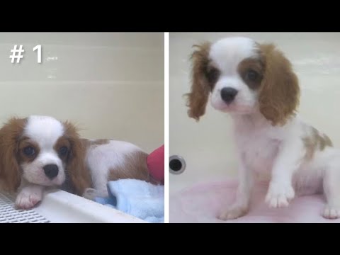 【キャバリア】キャバリアの子犬が可愛すぎる #1