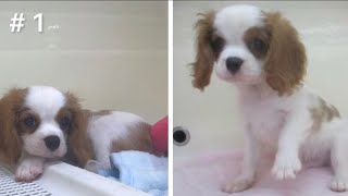 【キャバリア】キャバリアの子犬が可愛すぎる #1