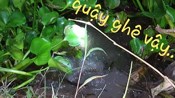 Cách móc trùn cắm câu cá lóc, trùn lâu chết cá gập đớp liền  | Săn bắt SÓC TRĂNG |