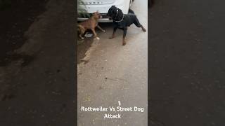 Rottweiler Vs Street Dog Attack #dog #rottweiler #viral #youtubeshorts #shortvideo #shortsvideo