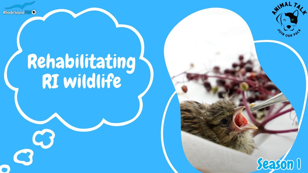 The Mission of Sweet Binks Rescue | Animal Talk