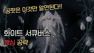 화이트 서큐버스 핵심 공략 #마비노기모바일