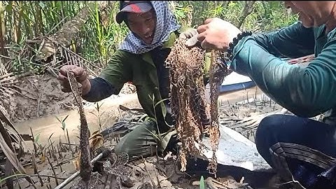 Cách bẫy cá thòi lòi đơn giản || Cuộc sống Cần giờ