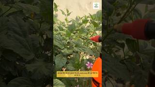 Mealybug organic treatment #mealybugs #gardening #flowers #plants #plantlover #plantcare