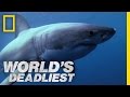 Shark Superpowers | World's Deadliest