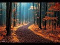 4K video Autumn Forest by Xiaomi Mi6