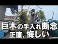 去年悪戦苦闘した汚庭の巨木、引き続きお手入れをやってみるも途中で断念。正直悔しいですが、やれることをコツコツやっていきます｜汚部屋｜汚庭｜汚畑｜庭仕事｜ズボラ主婦｜空家｜汚庭のお手入れ2026春②