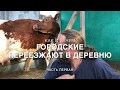 НАЧАЛО: Как и зачем городские переезжают в деревню!