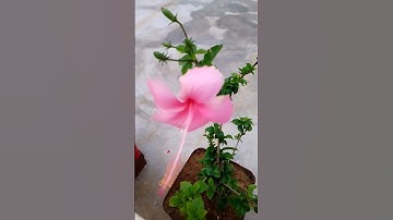 Thumbnail of To plant a garden is to believe in tomorrow.” – Audrey Hepburn