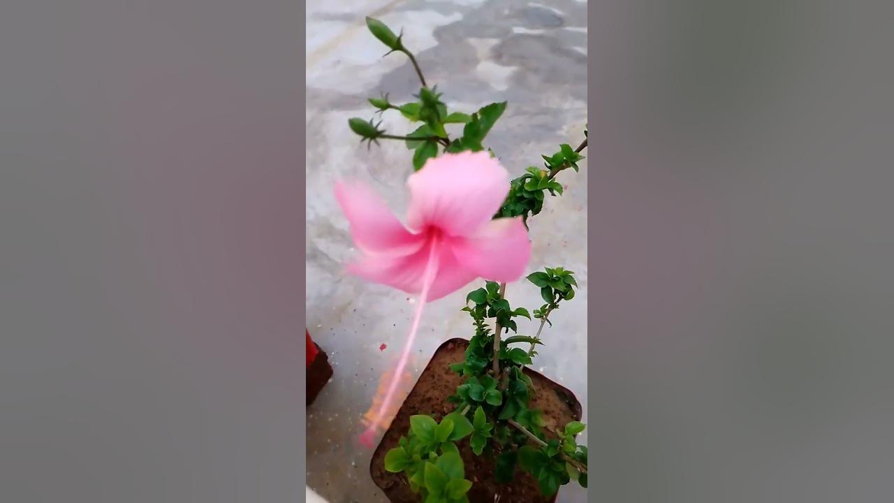To plant a garden is to believe in tomorrow.” – Audrey Hepburn