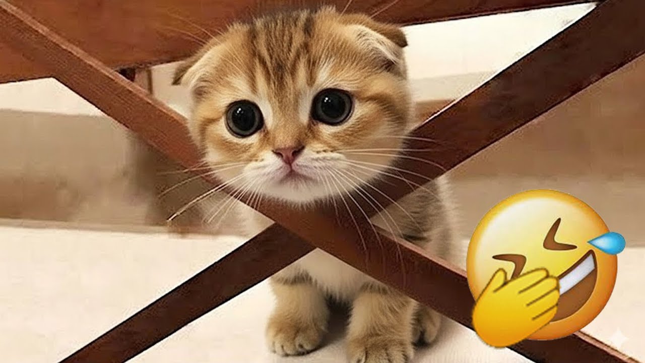 You Laugh You Lose 😹🐶 Funniest Cats and Dogs 2026 😘 Part #01