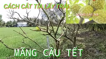 CÁCH TỈA CÀNH LÀM TRÁI TẾT.CHO MẢNG CẦU NA