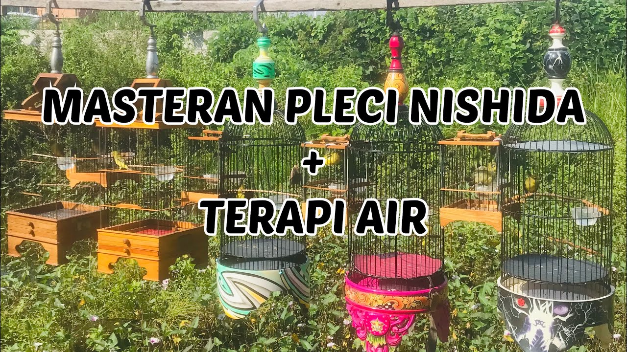 Masteran Pleci Nishida Terbaru + Terapi Air