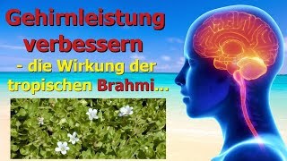 Gehirnleistung verbessern - die Wirkung der tropischen Brahmi Resimi