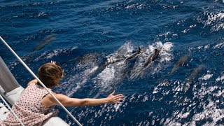 bye bye bahamas sailing to florida s v curiosity