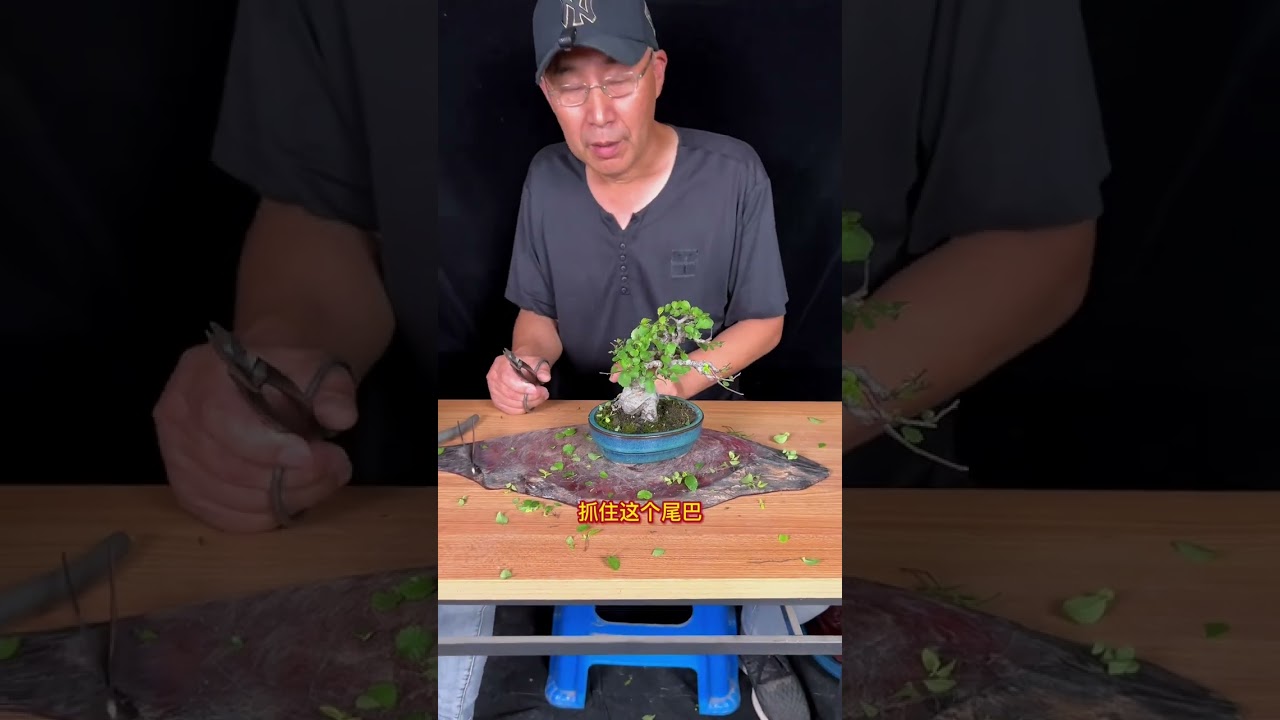 榆树盆景如何逼芽？如何保型？#盆景 #榆树盆景 #盆景制作