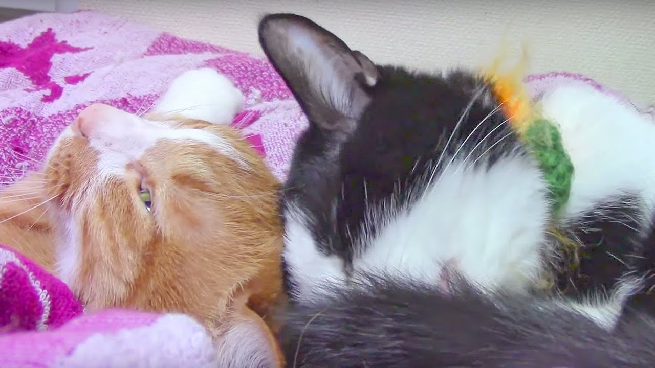 猫カフェ 横浜 一緒に寝る2匹の猫♪〜見ているだけで癒やされます! - Cute Cats grooming ever.Happy Cats.