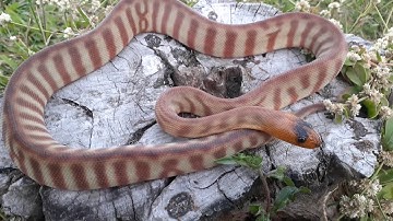 Slug the Woma Python