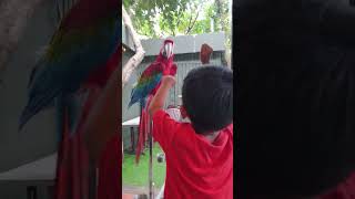 លេងជាមួយ សេក Play with Parrot ?, parrot parrots parrotlovers parrotvideo animals animallover