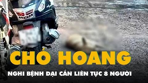 Chó hoang nghi bị bệnh dại liên tục cắn 8 người