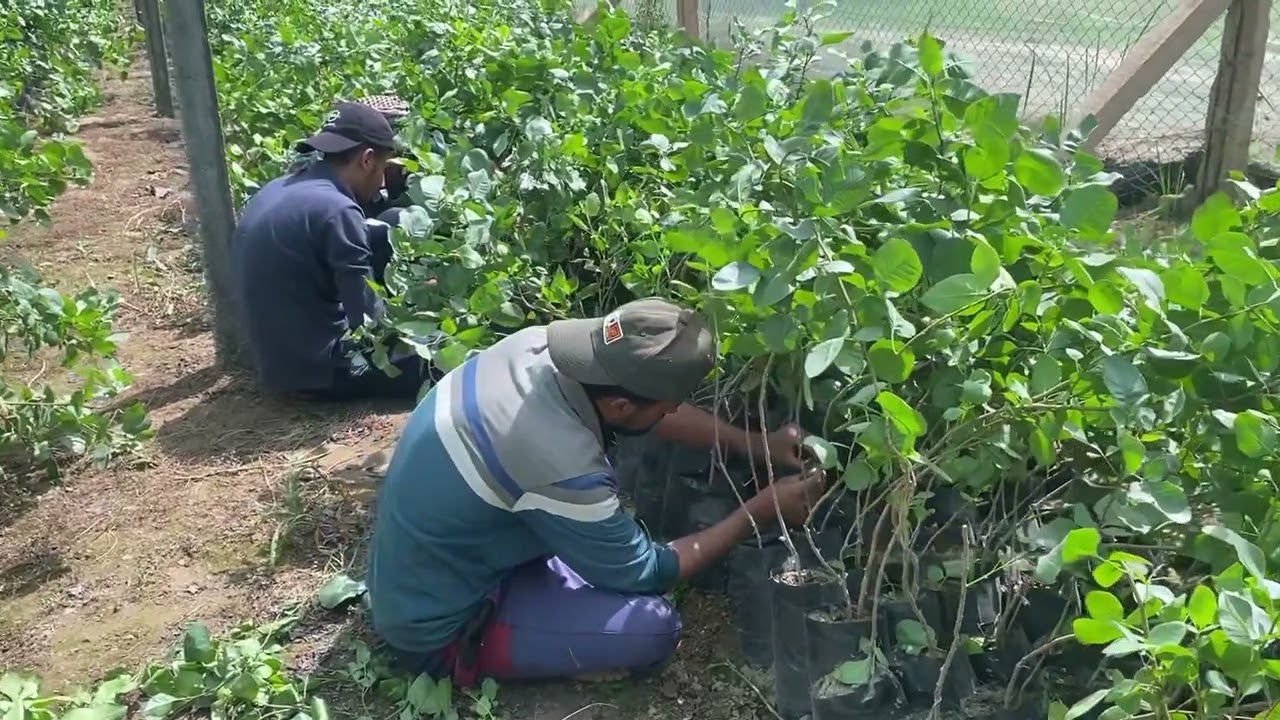 تطعيم الفستق الحلبي واهم النقاط الواجبة اتباعها لضمان نجاح التطعيم