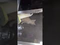 المجنونة هيك بضل على شبابيك الدار