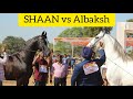Shaan vs Albaksh - Marwari Stallion Category Ring show(Stud Glory 2019)