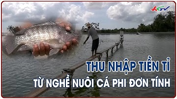 Thu nhập tiền tỉ từ nghề nuôi cá phi đơn tính | NÔNG NGHIỆP SINH THÁI