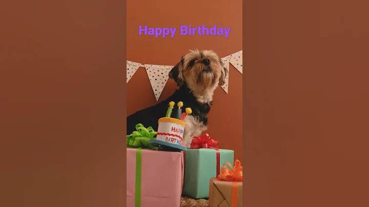 happy birthday dog | funny animals 😍♥😱 #shorts