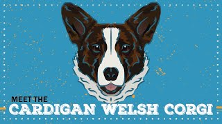 Cardigan Welsh Corgi | CKC Breed Facts & Profile by Continental Kennel Club, Inc. 189 views 1 year ago 3 minutes, 34 seconds