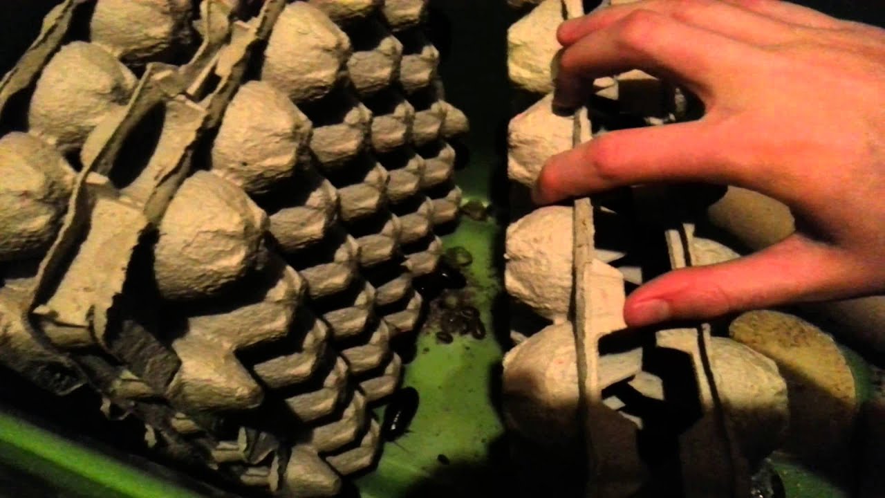  Making Awesome Roach Chow + UPDATE!