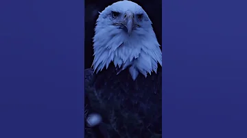 مفيش عصفور بيعادي نسور 