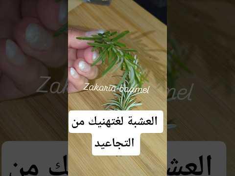 عشبة قوية لتقليل التجاعيد بفعالية مذهلة