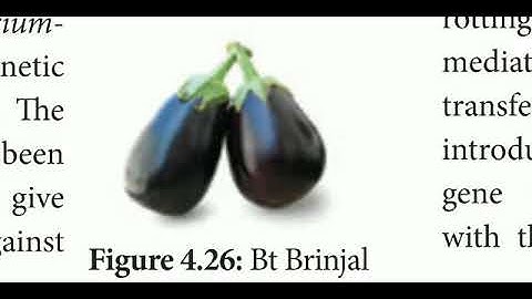 12 std Bio Botany chapter- 4 Principles and processes of Biotechnology (Bt Brinjal&DHM)