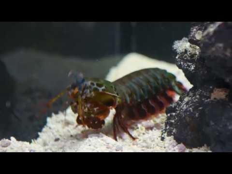 underwater-beauty:-mantis-shrimp-punch