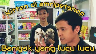 || kitten di amripetshop