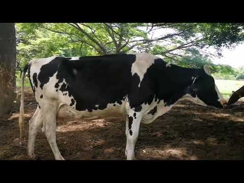 Vídeo: Com Cuidar Una Pell De Vaca