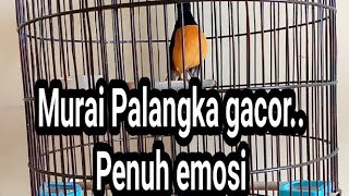 Download lagu MURAI PALANGKA GACOR PENUH EMOSI