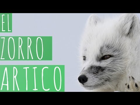 Vídeo: Diferencia Entre El Zorro ártico Y El Zorro Indio