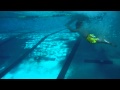 3yo william diving from the springboard at the pool