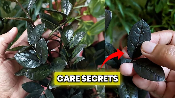 Caring for Raven ZZ Plant — Everything You Need to Know